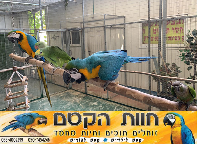 جديد في كفر قاسم - חוות הקסם